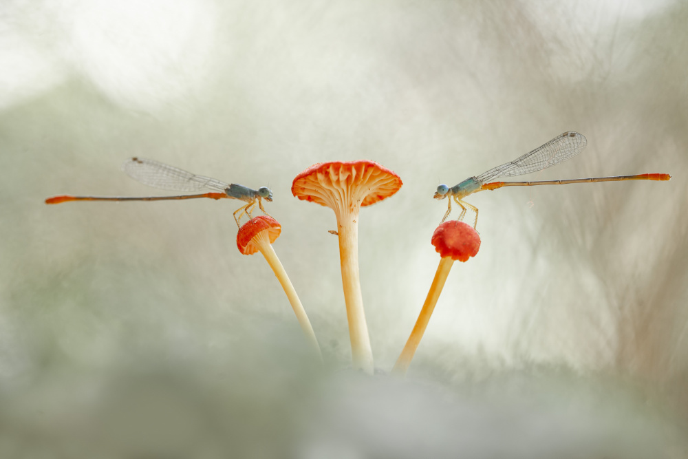 Damselflies und Pilze von Abdul Gapur Dayak