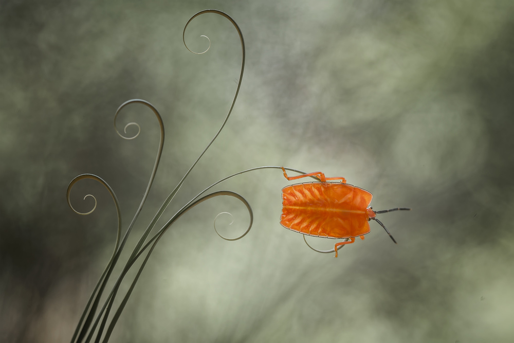 Nymphenkäfer (Pycanum rubens) von Abdul Gapur Dayak