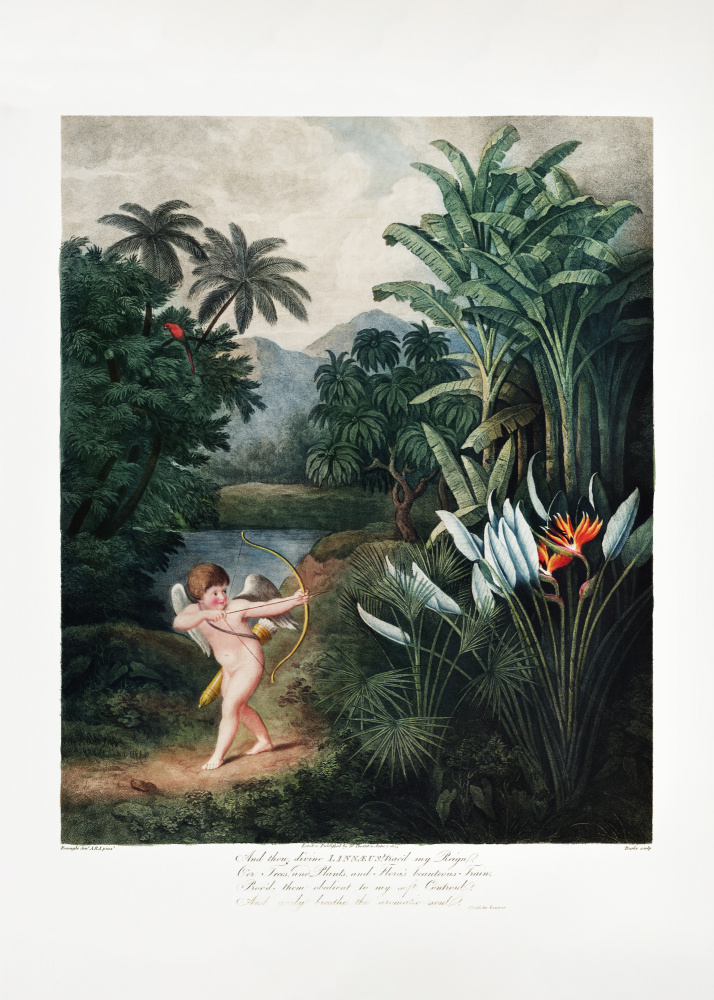 Amor inspiriert Pflanzen mit Liebe aus dem Tempel der Flora (1807) von Robert John Thornton