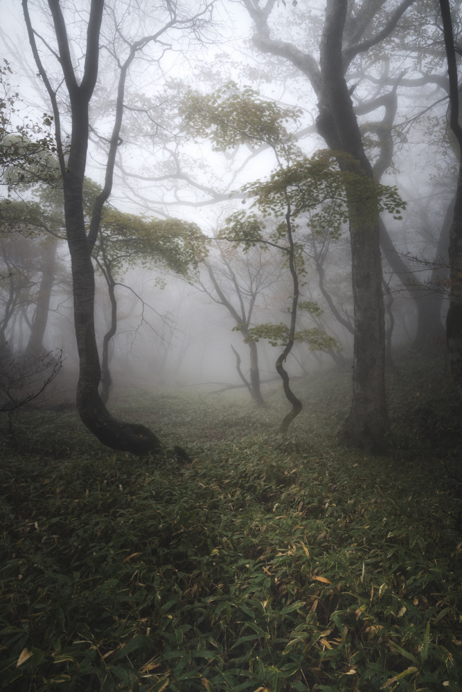 Wald aus Nebel von Akira Nagase