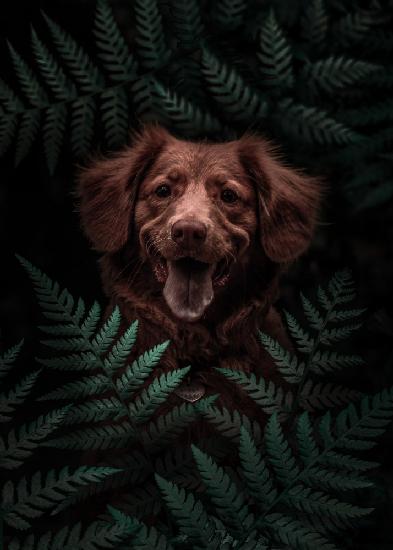 Hund braun im Wald
