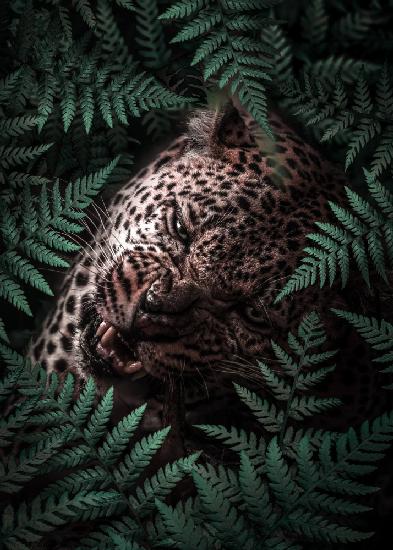 Leopard in Farnen