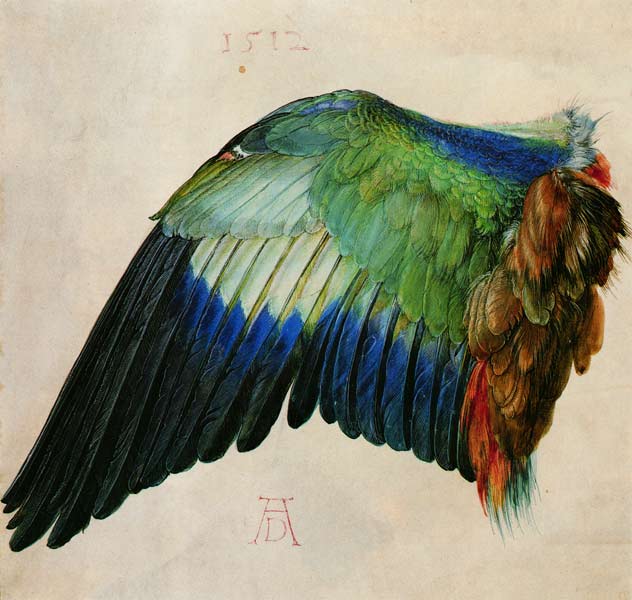 Flügel einer Blauracke von Albrecht Dürer