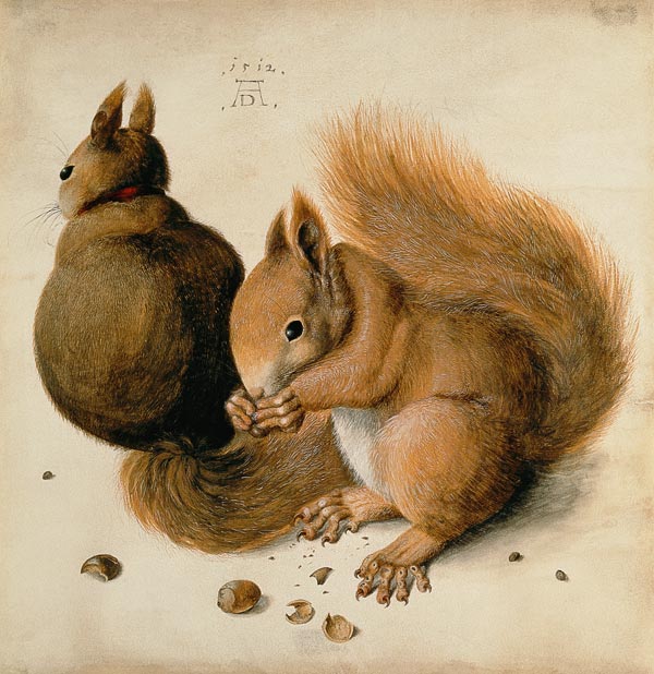 Eichhörnchen von Albrecht Dürer