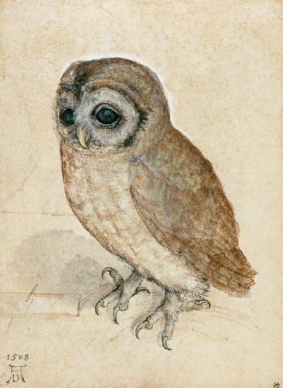 Käuzchen, Little Owl - Albrecht Dürer