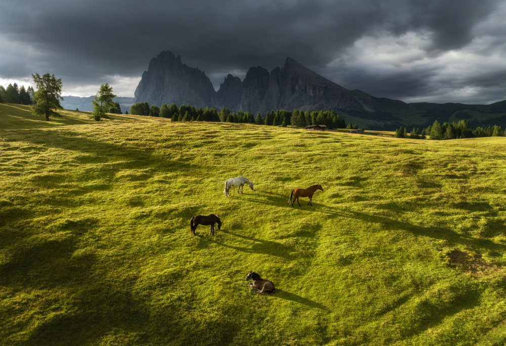 Pferde in den Dolomiten von Ales Krivec