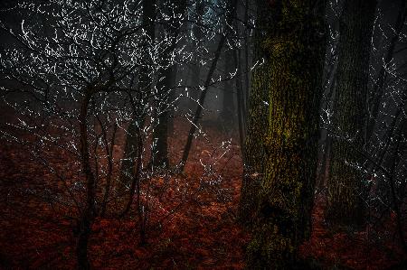 Impressionen im Wald