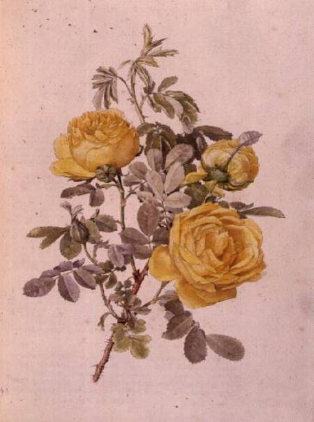 Rosa Genus, No.10, 755 von Alfred Parsons