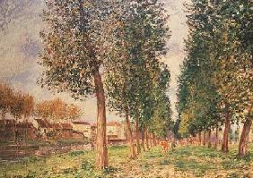 The Poplar Avenue at Moret, Cloudy Day, Morning 1888