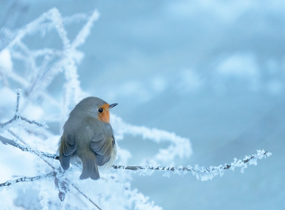 Robin an einem kühlen Wintertag von Allan Wallberg