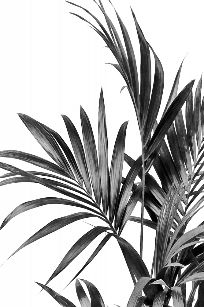 Palmblätter Schwarz und Weiß 01 von amini54