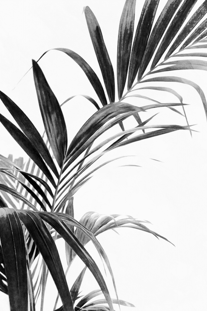 Palmblätter Schwarz und Weiß 03 von amini54