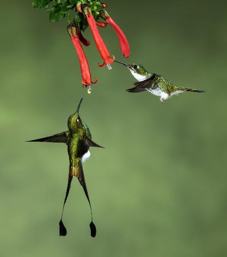 Gestiefelte Kolibris mit Schlägerschwanz