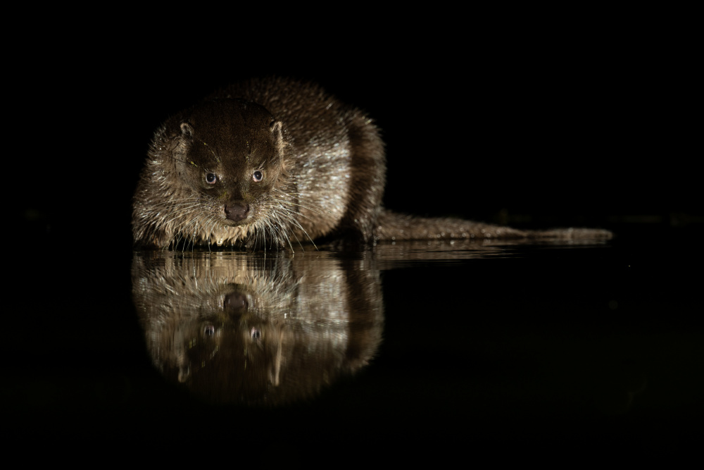 Otterschön... von Andy Dean