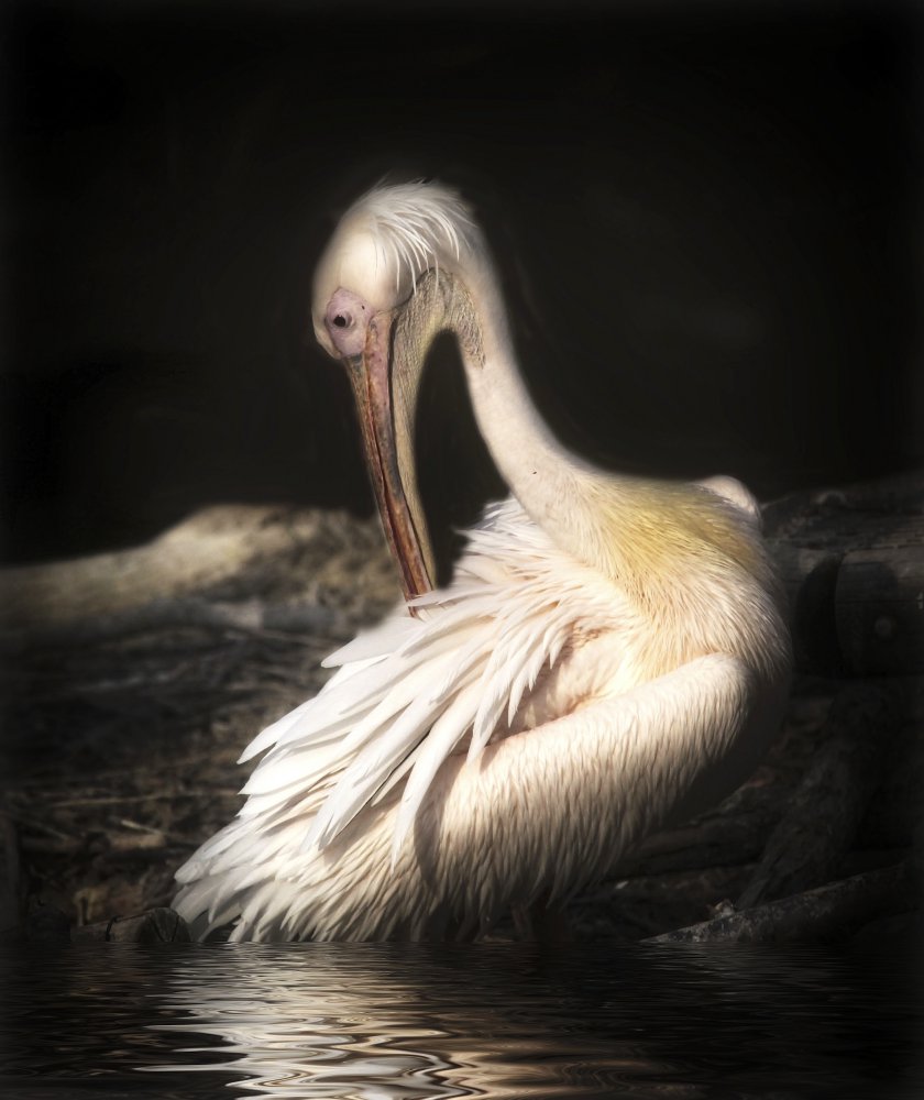 Pelikan von Anna Cseresnjes