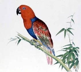 Electus Parrot Ch'ien-lun
