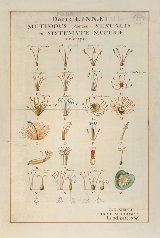 Plant Sexual System von Carl Linnaeus