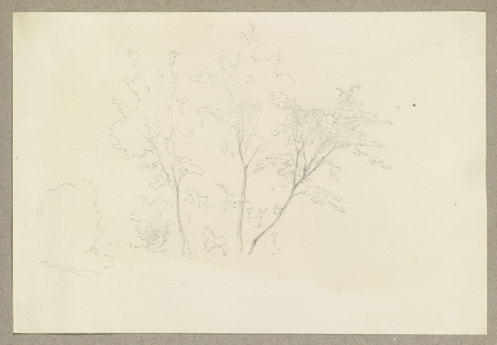 Eine Reihe junger Bäume von Carl Theodor Reiffenstein