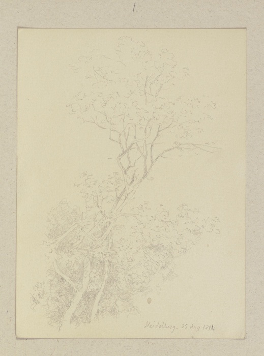 Junger Baum von Carl Theodor Reiffenstein