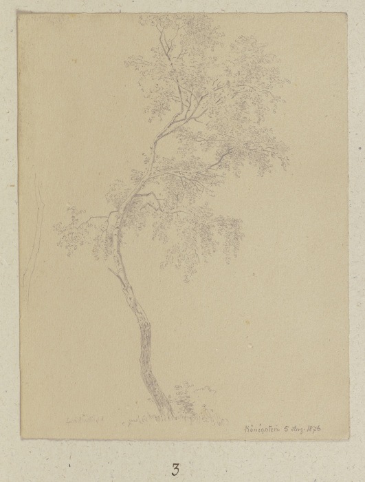 Junger Baum bei Königstein von Carl Theodor Reiffenstein