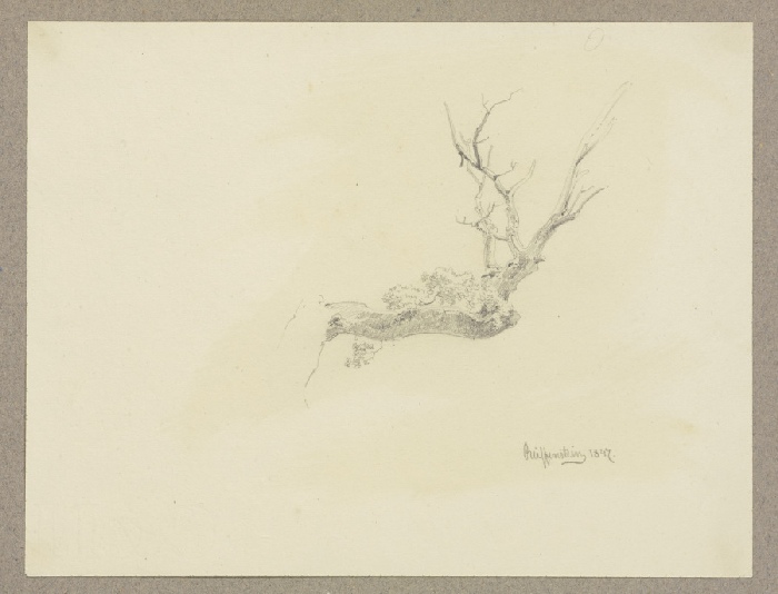 Kahler Ast eines Baumes von Carl Theodor Reiffenstein