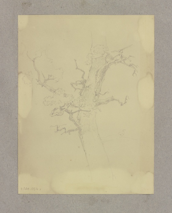 Kahler Baum von Carl Theodor Reiffenstein