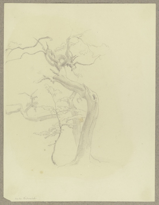 Kahler Baum auf der Försterwiese am Feldberg von Carl Theodor Reiffenstein