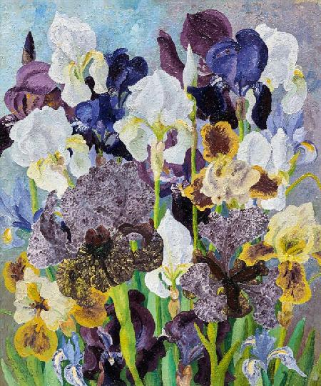 May Flowering Irises 1935