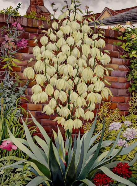 Flowering Yucca von Christopher  Ryland