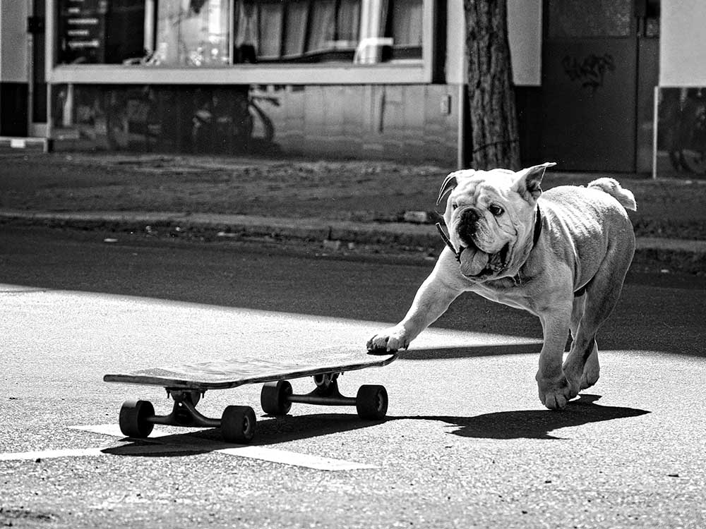 ... Hunde wollen einfach nur Spaß haben ... von Claudia Leverentz