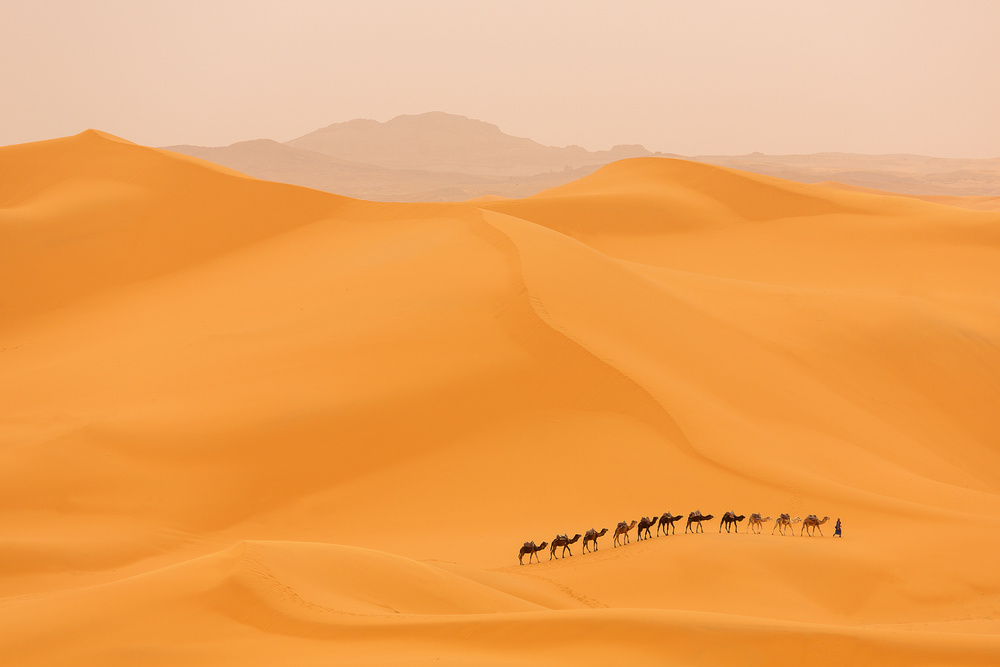 Kamelkarawane in der Sahara von Dan Mirica