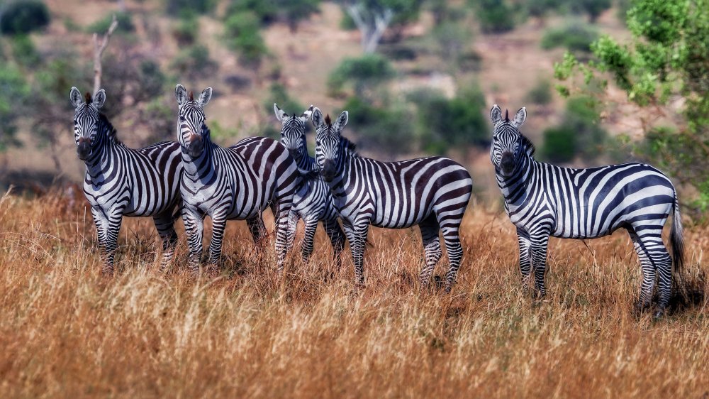 Zebras von David Manusevich