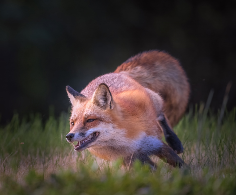 Running Fox von Deming W
