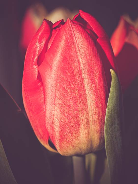 Rote Tulpe Bild 1 von Dennis Wetzel