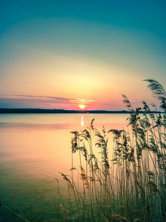 Sonnenuntergang mit Schilf am Markkleeberger See von Dennis Wetzel