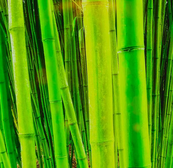Bambuswald von Doris Beckmann