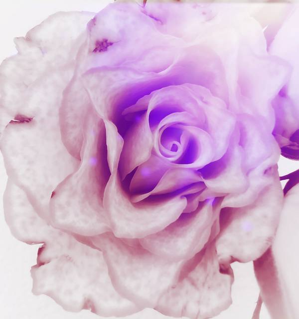Die Rose! Königin der Blumen in voller Blüte von Doris Beckmann