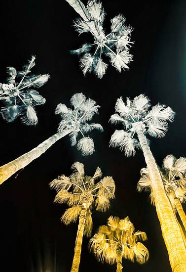Palmen in der Nacht 1 2023