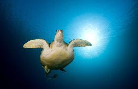 Green turtle