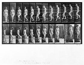 Woman descending steps, plate 137 from ''Animal Locomotion''  1887