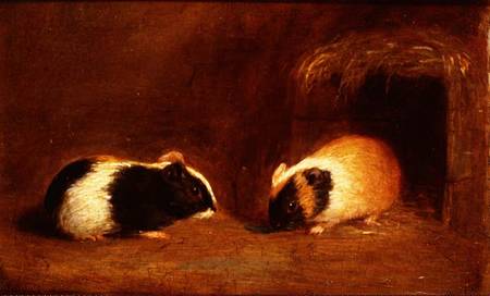 A Pair of Guinea Pigs von Edmund Bristow