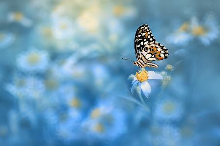 Schmetterling auf der Blume