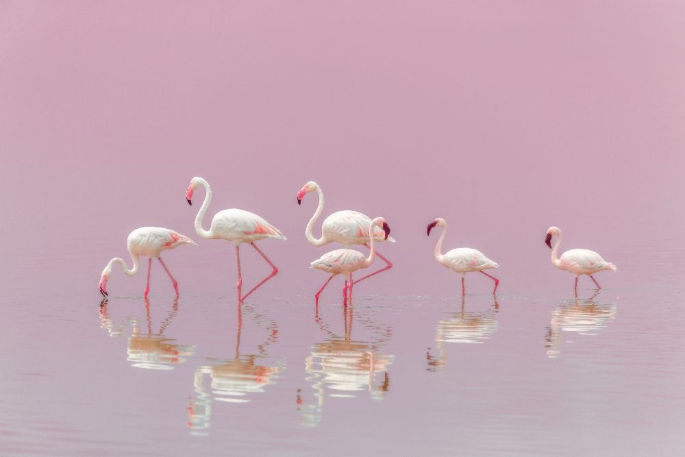 Flamingos von Eiji Itoyama