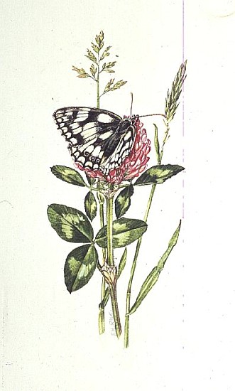 Marbled White Butterfly on Clover (w/c)  von Elizabeth  Rice