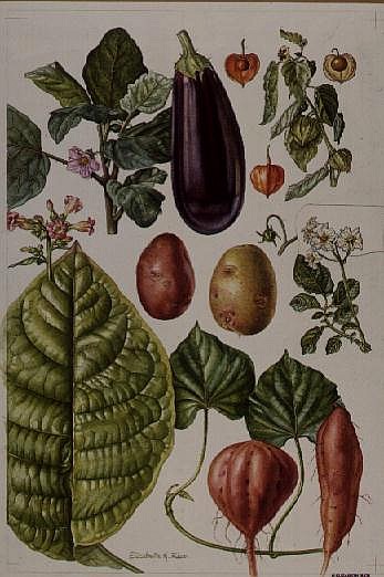 Potato, Aubergine, Tobacco and Winter Cherry (w/c)  von Elizabeth  Rice