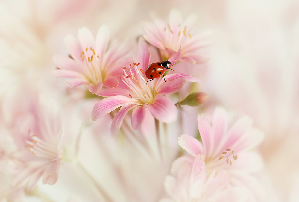 Marienkäfer mit rosa Blüten. von Ellen Van Deelen