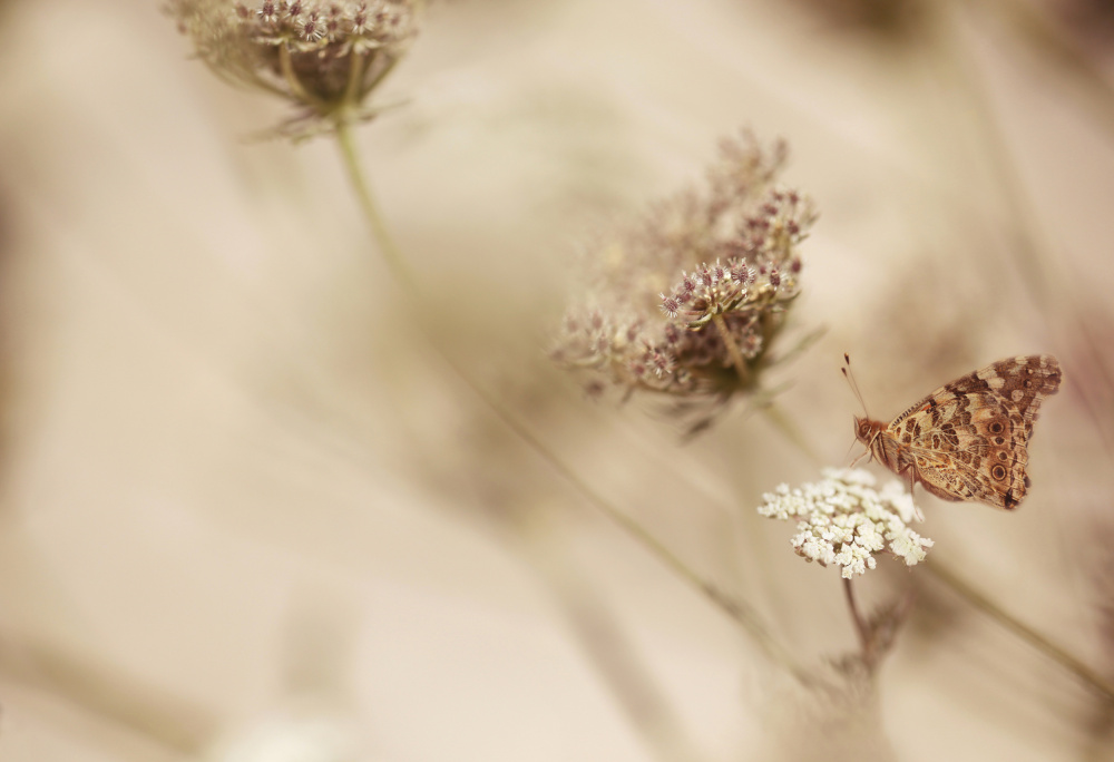 Schmetterling von Ellen Van Deelen