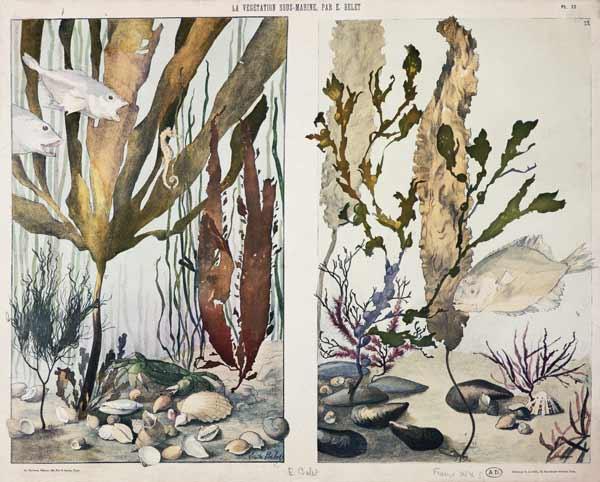 Seaweed, fishes, sea horse, crab and shellfish, illustrated plates from 'La Vie sous marine' late 19th