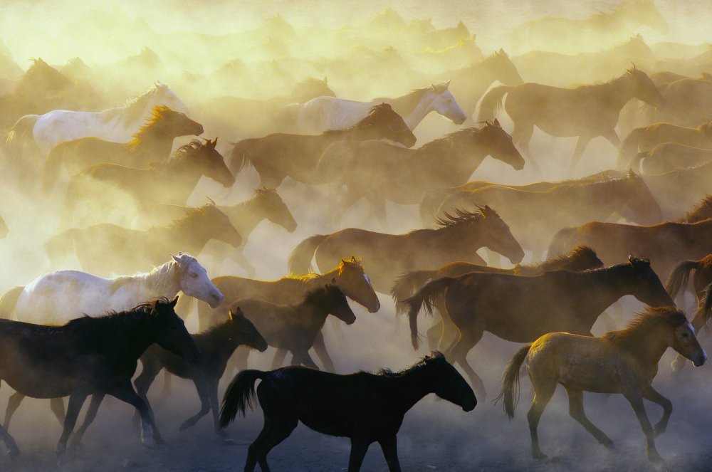 Wilde Pferde von Emir Bagci