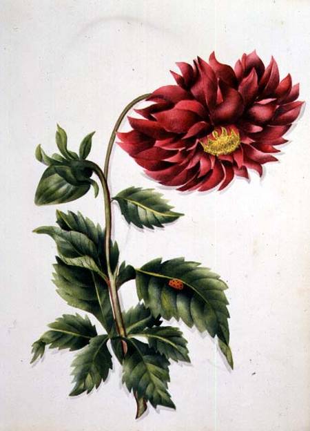 Chrysanthemum, from "Flowers" an English Botanical Manuscript (c.1840) von English School